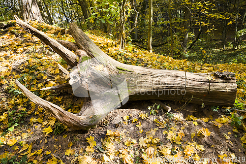 Image of torn from the ground tree