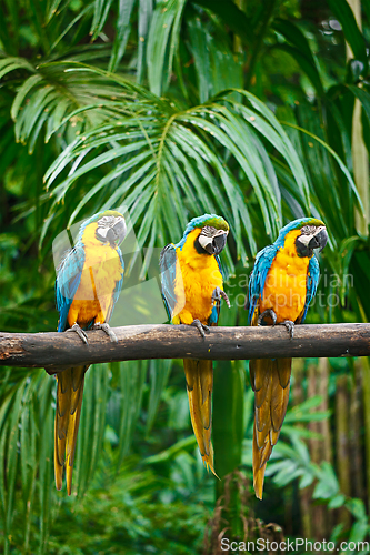 Image of Blue-and-Yellow Macaw