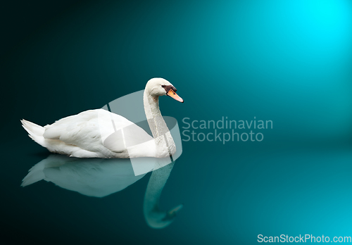 Image of Mute Swan (Cygnus olor)