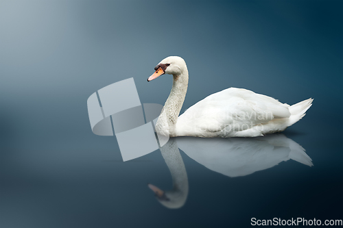 Image of Mute Swan (Cygnus olor)