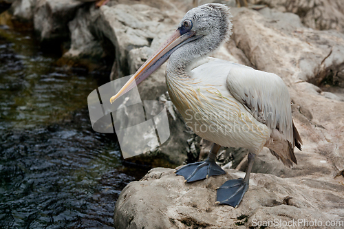 Image of Spot-billed Pelican or Grey Pelican (Pelecanus philippensis)