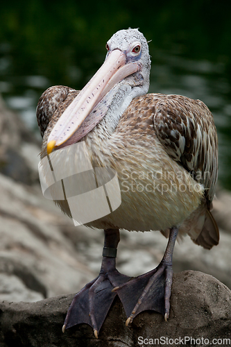 Image of Spot-billed Pelican or Grey Pelican (Pelecanus philippensis)