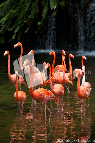 Image of American Flamingo (Phoenicopterus ruber), Orange flamingo