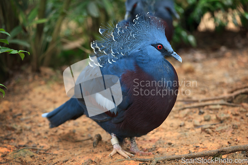 Image of Victoria crowned pigeon