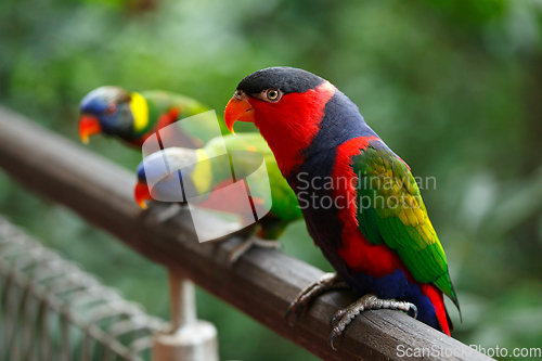 Image of Black-capped lories (Lorius lory)