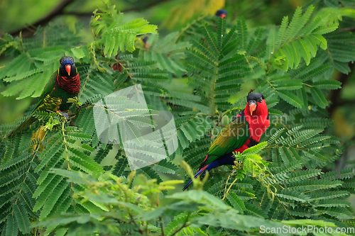 Image of Lories in tree