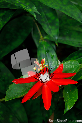 Image of Red Passion Flower