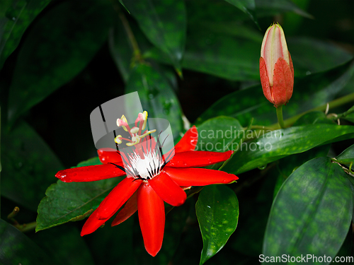 Image of Red Passion Flower