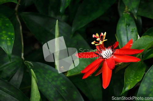 Image of Red Passion Flower