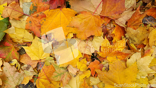 Image of Bright colorful autumn background from fallen leaves