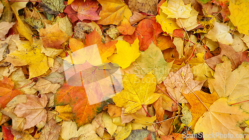 Image of Colorful autumn background from bright fallen leaves