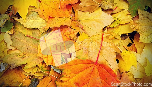 Image of Bright autumn background from fallen leaves of maple