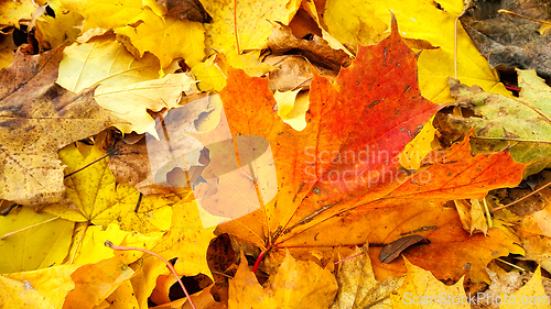 Image of Bright beautiful autumn background from fallen leaves of maple