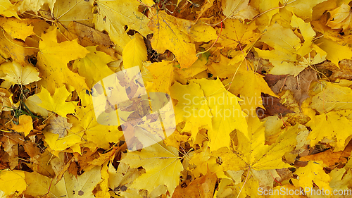 Image of Bright yellow autumn background from fallen leaves of maple
