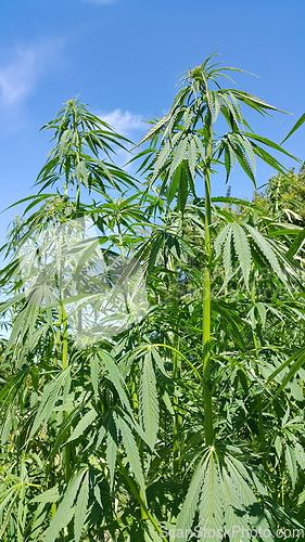 Image of Green fresh foliage of cannabis plant (hemp, marijuana) 