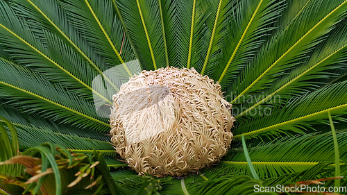 Image of Female cone and foliage of cycas revoluta cycadaceae sago palm