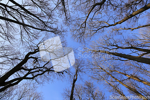 Image of Branches of bare trees on a blue sky background