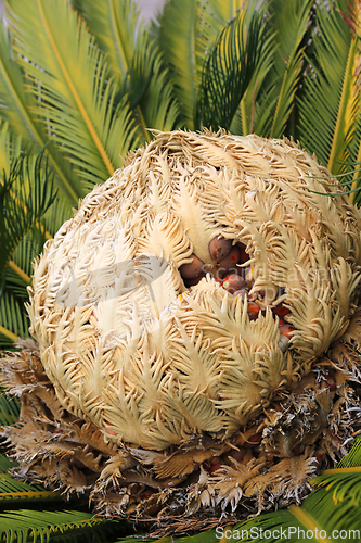 Image of Cone with fruits of female cycas revoluta cycadaceae sago palm
