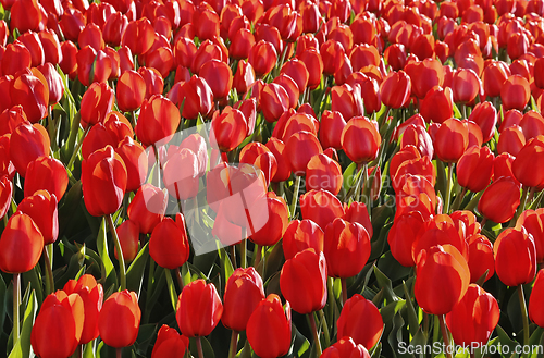 Image of Beautiful red tulips natural background