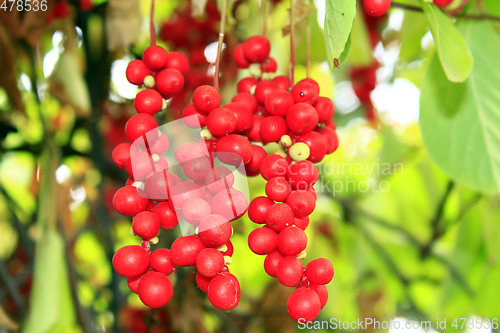 Image of branch of red ripe schisandra 