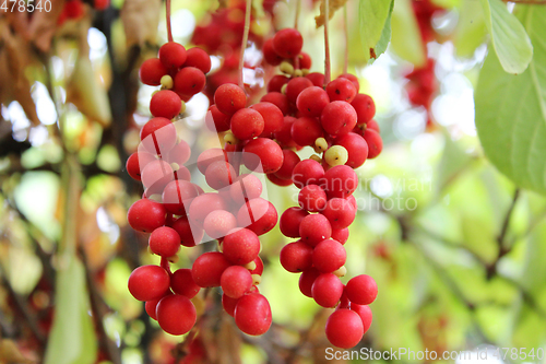 Image of branch of red schisandra 