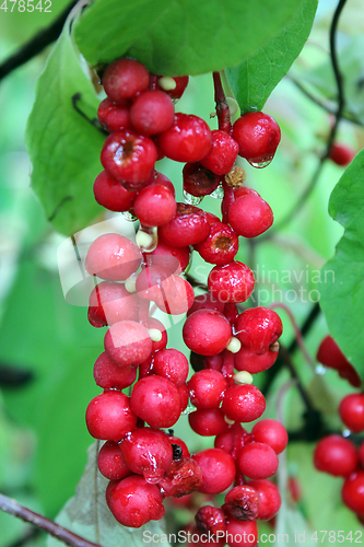 Image of red schisandra 