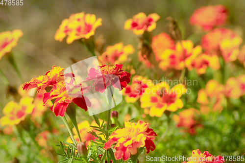 Image of beautiful marigolds