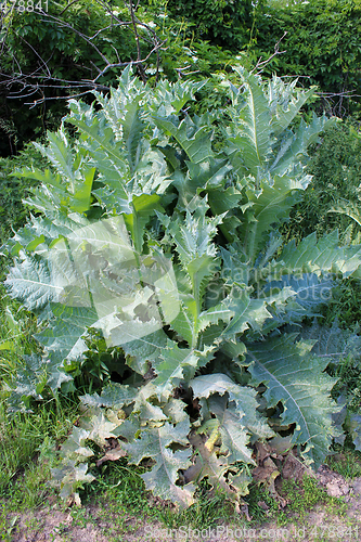 Image of Sonchus arvensis with great green leaves