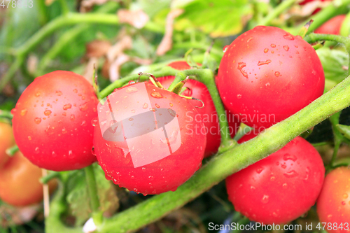 Image of red tomatoes in the bush