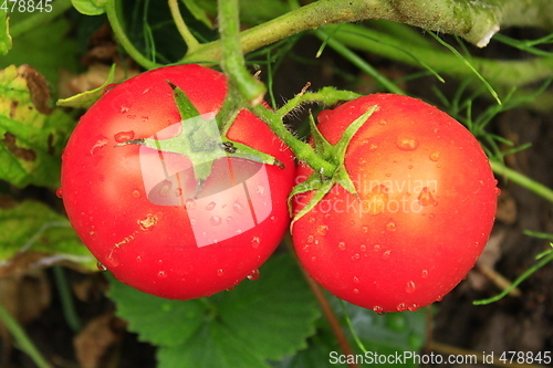 Image of pair of red tomatoes in the bush