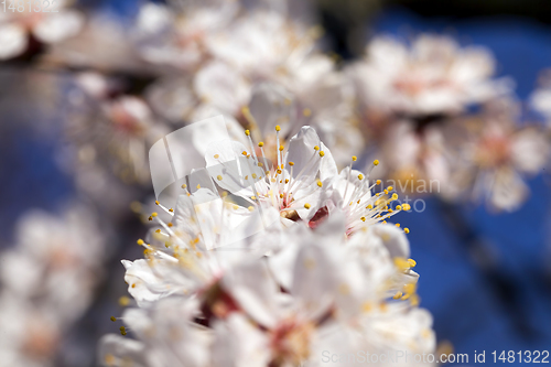 Image of apricot in the spring garden