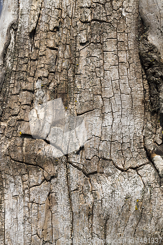 Image of old and dry tree