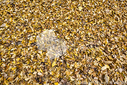 Image of old fallen leaves