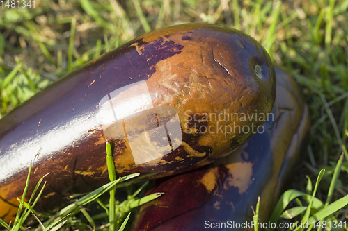 Image of ripe purple eggplant