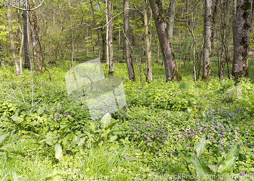 Image of sunny forest scenery with ramsons