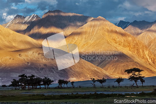 Image of HImalayas on sunset with tree silhouettes.