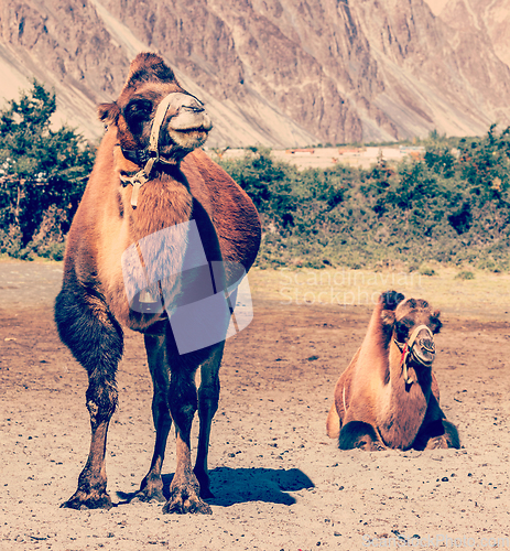 Image of Camel in Nubra vally, Ladakh