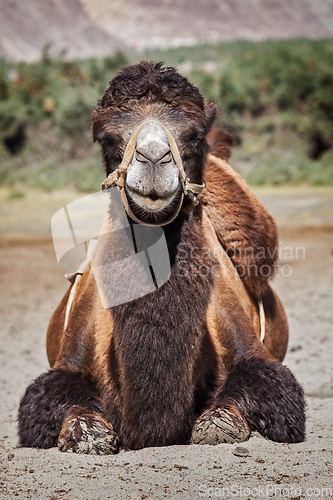 Image of Camel in Nubra vally, Ladakh