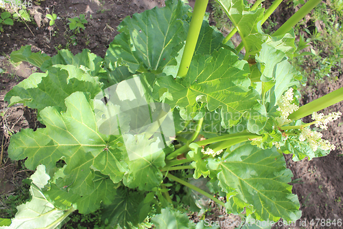 Image of big leaf of rhubarb