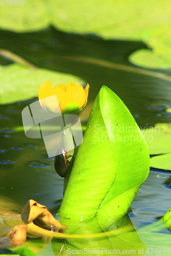 Image of Dytiscidae on the flower of Nuphar lutea