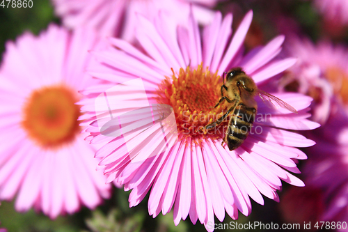 Image of bees sitting on the asters 