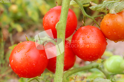 Image of red tomatoes in the bush