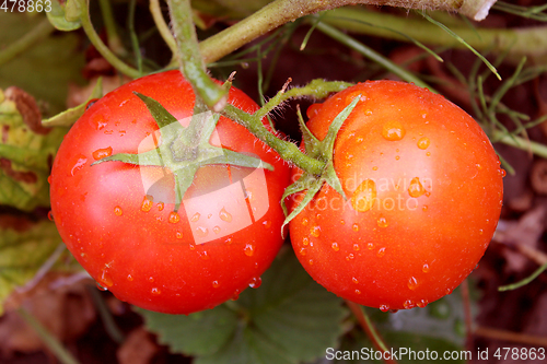 Image of pair of red tomatoes in the bush
