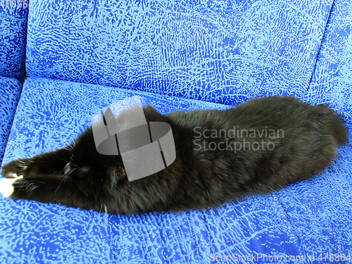 Image of black cat sleeping on the blue sofa
