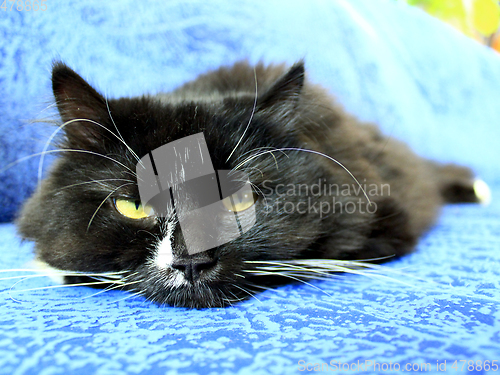 Image of muzzle of black cat sleeping on the blue sofa