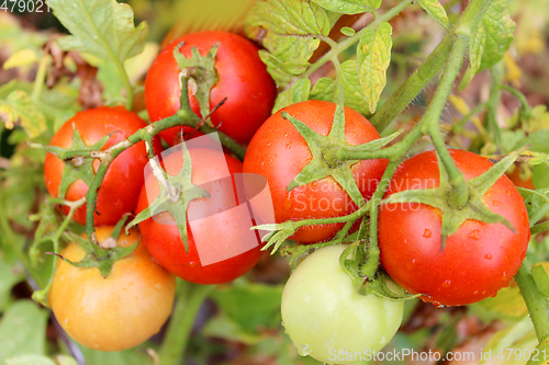 Image of red tomatoes in the bush