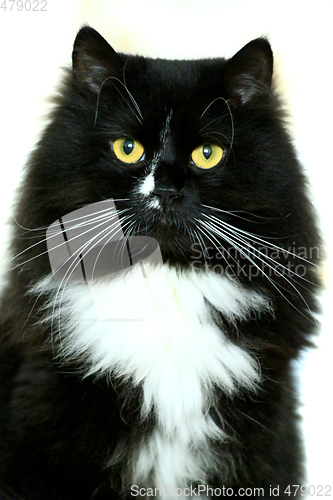 Image of black cat isolated on the white background