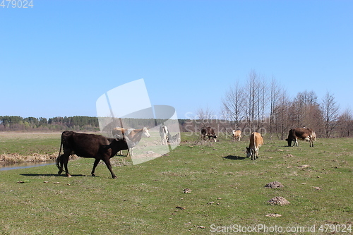 Image of cows on the farm pasture