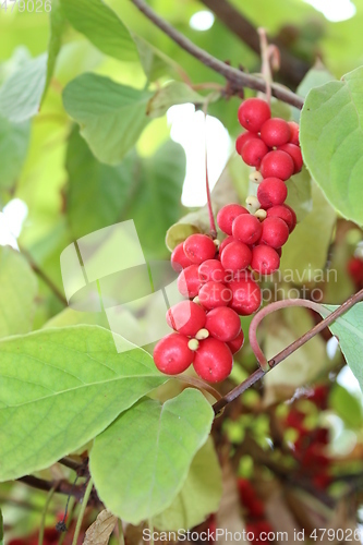 Image of branch of red ripe schizandra 