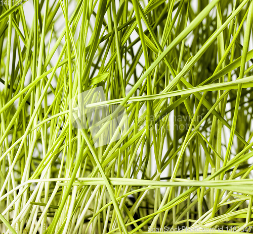 Image of a new crop of grass